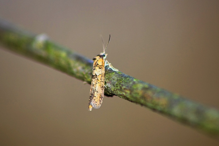 tortricidae da ID